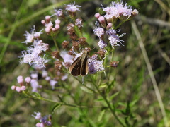 Chromolaena hirsuta
