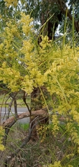 Acacia longifolia