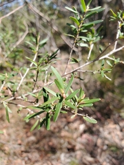 Leptospermum polygalifolium