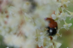 Coccinella