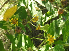 Verbesina subcordata