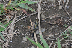 Orthetrum albistylum speciosum