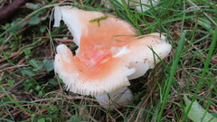 Russula mariae