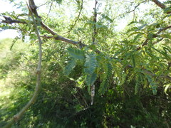 Prosopis affinis
