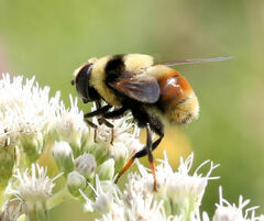 Eristalis flavipes