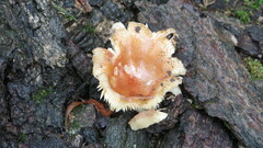 Flammulina velutipes