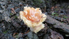 Flammulina velutipes