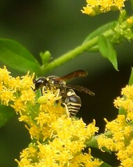 Euodynerus foraminatus