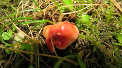 Hygrocybe punicea