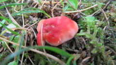 Hygrocybe punicea