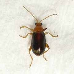 Luperaltica senilis