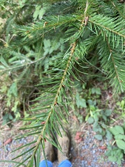 Pinaceae