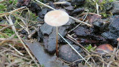 Mycetinis scorodonius