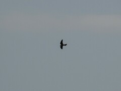Falco sparverius