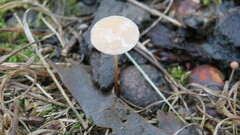 Mycetinis scorodonius