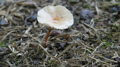 Mycetinis scorodonius