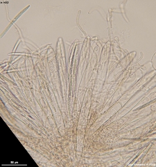 Geoglossum fallax