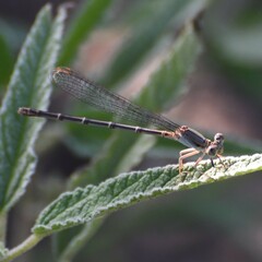 Argia apicalis