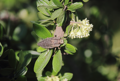 Ectinogonia buquetii