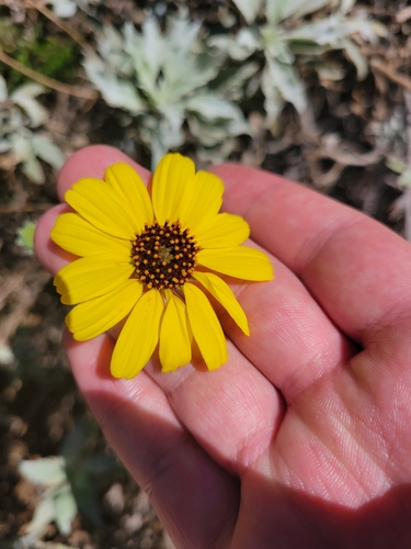iNaturalist observation photo of Brittlebush