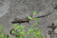 Takydromus tachydromoides
