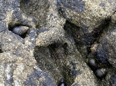 Littorininae
