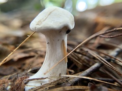 Clitocybaceae