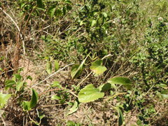 Coptopteryx argentina