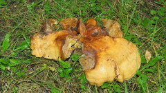 Russula grata