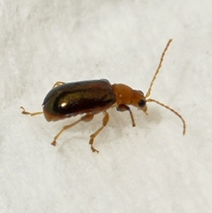 Luperaltica senilis