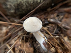 Clitocybaceae