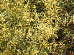 Atriplex lentiformis