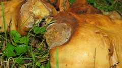 Russula grata