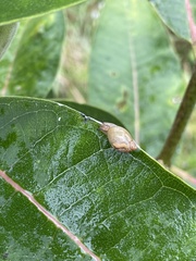 Succineidae