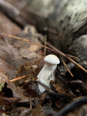 Clitocybaceae