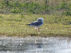 Chroicocephalus cirrocephalus