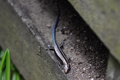 Plestiodon finitimus