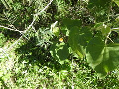 Abutilon grandifolium