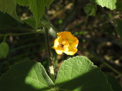 Abutilon grandifolium