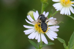 Megachile inermis