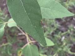 Neotephritis finalis