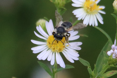 Megachile inermis