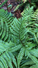 Dryopteris lepidopoda