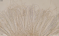 Geoglossum fallax