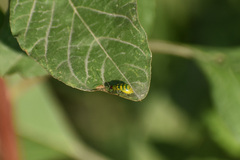 Diabrotica balteata