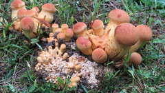 Gymnopilus subspectabilis
