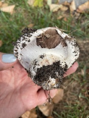 Agaricus bernardii