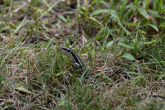 Plestiodon finitimus