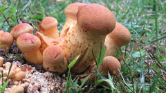 Gymnopilus subspectabilis