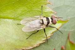 Anthomyia vicarians